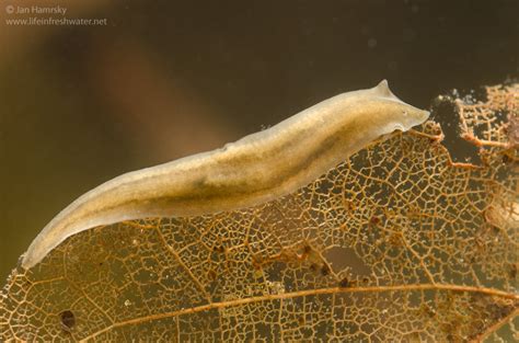  Neodermatinae:  A Tiny Flatworm Wondering What Life Means On A Bread Crumb!