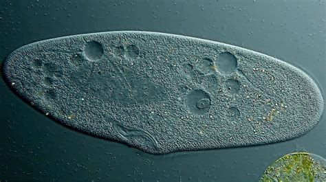  Paramecium:  A Tiny Wanderer Dancing through the Microscopic World!