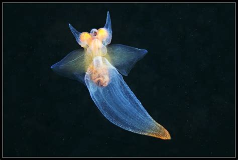  Pteropod! Những Thiên Thần Lớn Nhất Của Biển Sâu