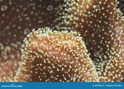  Quinnia: A Tiny Underwater Polyp That Lives Like Royalty!