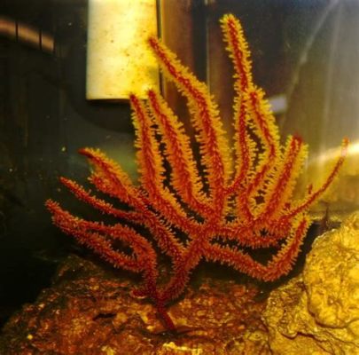  Red Gorgonian -  Một sinh vật kỳ diệu với polyp rực rỡ và cấu trúc xương cứng cáp!