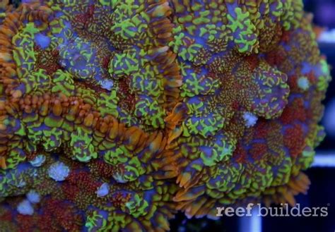  Rhodactis - Unveiling the Colorful Carpet of the Reef: A Story About Tentacled Jewels