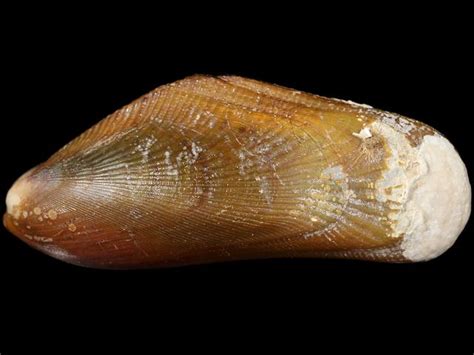  Yellow Mussel: Can This Bivalve Be Mistaken For A Tiny Sunbathing Machine?