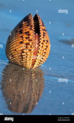  Austriella! Bivalve Beauty Found In Shallow Waters And Secret Reef Gardens