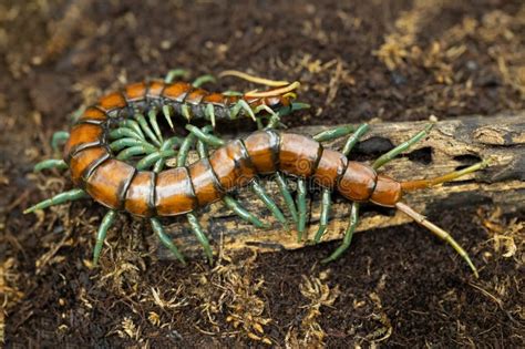  Centipede: A Tiny Terror With Legs for Days That Slithers Through Hidden Worlds!