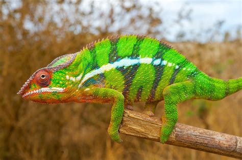  Chameleon:  A Master of Camouflage with Iridescent Scales That Can Change Color!