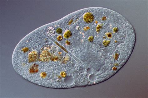  Chilodonella: Một Động Vật Siêu Vi Nhỏ Có Khả Năng Chuyển Động Linh Hoạt Và Sản Sinh Bằng Phân Chia