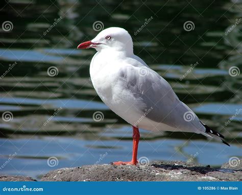  Gull: Lovable Scavengers With Feathery Wings Always Ready for Adventure!