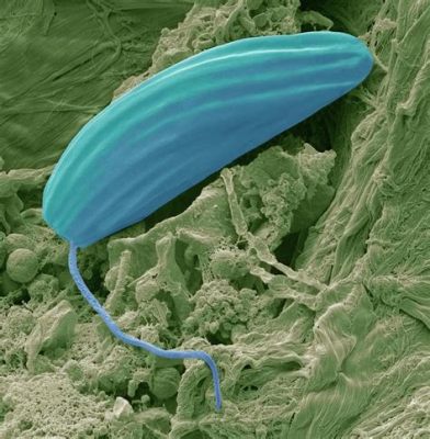  Heteronema! Unraveling the Mysteries of this Remarkable Flagellated Protist with an Intriguing Dancing Style