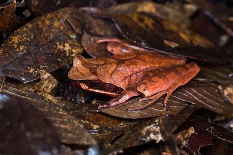  Highland Frog: An Amphibian Master of Disguise Hiding Among Tropical Leaves