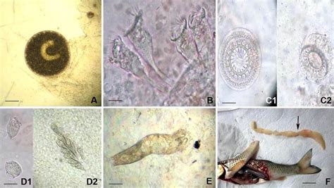  Ichthyophthirius Multifiliis: Một Kẻ Xâm Lược Nhỏ Bé Với Khả Năng Sinh Sôi Vô Hạn!