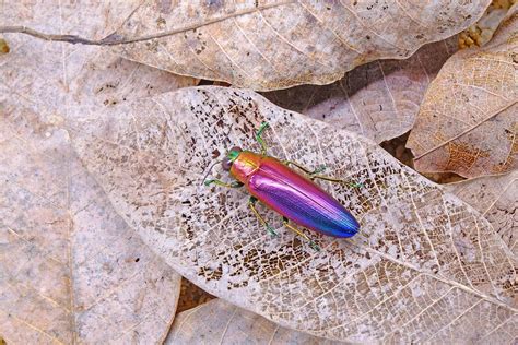  Iridescent Beetle:  A Jewel Of The Forest Floor That Sparkles Like Tiny Rainbows