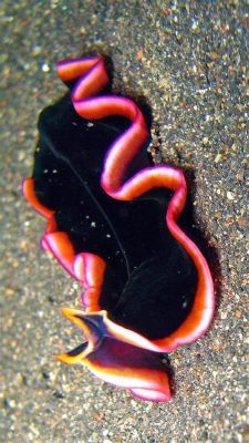  Marictrema! A Tiny Flatworm With Remarkable Regenerative Abilities