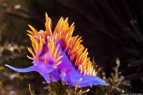  Nudibranch!  A Colorful Master of Camouflage With Astonishing Regenerative Abilities