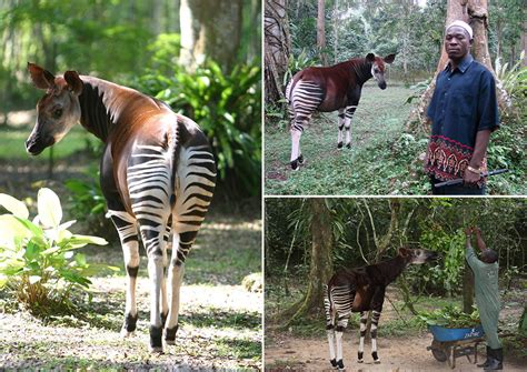  Okapi:  Khám phá những bí mật của loài Kì Lân Rừng với bộ lông sọc zebra độc đáo!