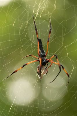  Orbweaver - Con nhện dệt lưới đẹp mê hồn và bí ẩn với những sợi tơ kỳ diệu!