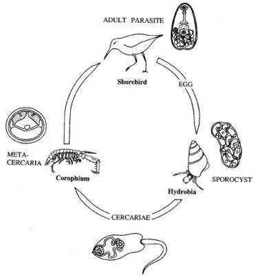  Prorchis! A Trematode With An Unexpectedly Thrilling Life Cycle