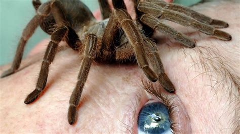  Questing Spider: This Eight-Legged Hunter Will Make You Question Everything You Know About Arachnids!