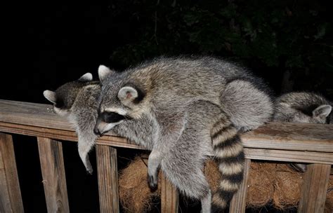  Raccoons – These Nocturnal Scavengers With Hands Are Surprisingly Good Swimmers!