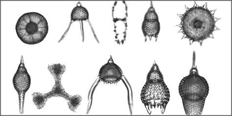  Radiolarian! Một Con Quái Vật Biển Xanh Lấp Lánh Với Bộ Xương Bằng Tinh Thạch