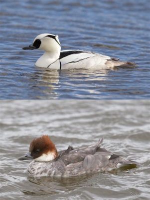  Smew:  A Dashing Waterfowl Masterfully Navigating Icy Waterways with Impeccable Precision!