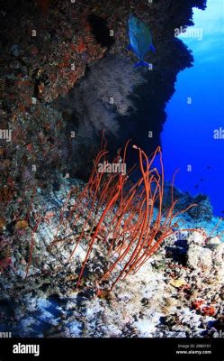  Witty Whispers from the Reef: Discover the Enigmatic Wonders of Whip Corals!