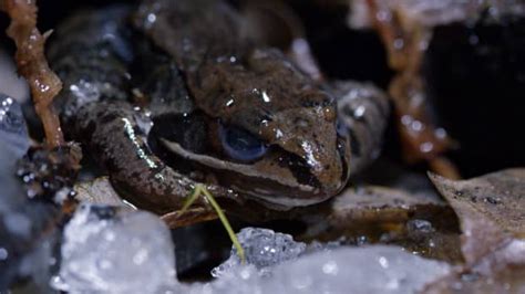  Wood Frog! Its Tiny Body Hides Incredible Abilities of Freezing Solid and Reanimating in Spring