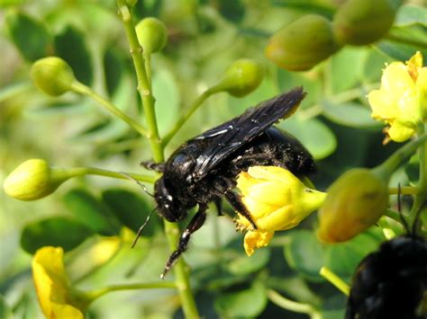  Xylocopa! Những Nỗ Lực Khổng Lồ Của Bọ Ráng Chợ