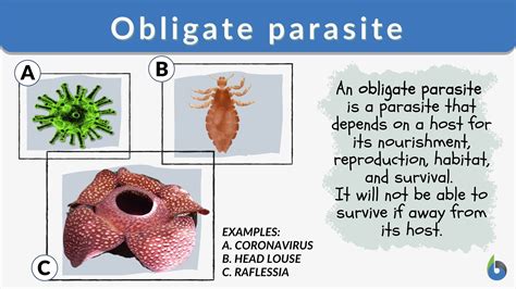  Yamaguchia  A fascinating microscopic creature living as an obligate parasite!