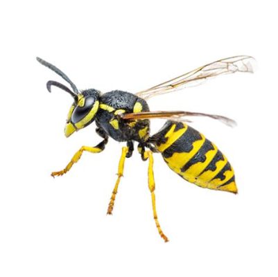  Yellowjacket, một loài côn trùng có vẻ ngoài hung dữ và kỹ năng phòng thủ đáng kinh ngạc!