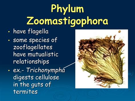  Zoomastigophora Có Một Nơi Thuộc Về, Và Nó Thật Khác Biệt Trong Thế Giới Vi sinh!